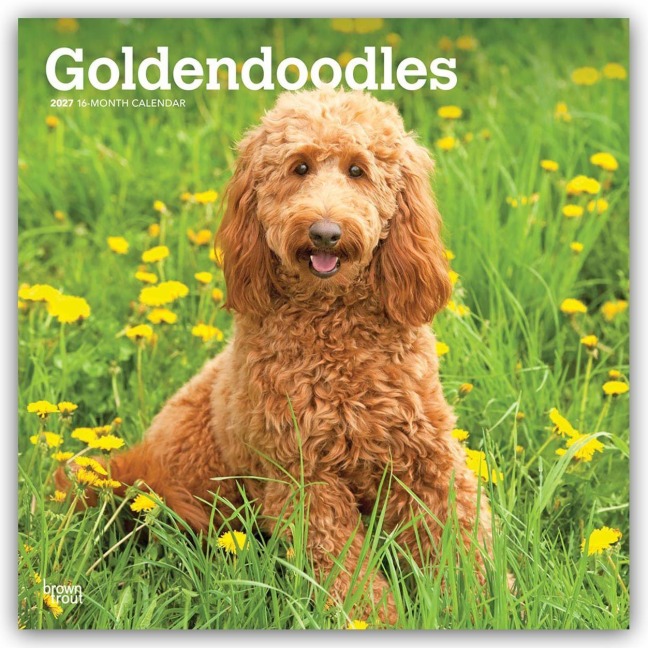 Goldendoodles - Goldendoodle 2027 - 16-Monatskalender - Browntrout Publishers