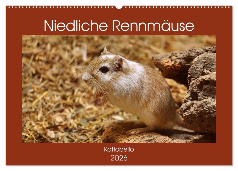 Niedliche Rennmäuse (Wandkalender 2026 DIN A2 quer), CALVENDO Monatskalender - Kattobello Kattobello