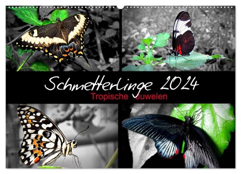 Schmetterlinge 2024 - Tropische Juwelen (Wandkalender 2024 DIN A2 quer), CALVENDO Monatskalender - Hamburg Mirko Weigt