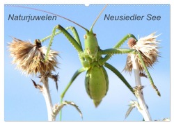 Cover-Bild zum Titel 'Naturjuwelen - Neusiedler See (Wandkalender 2026 DIN A2 quer), CALVENDO Monatskalender' von 'Günter Bachmeier'