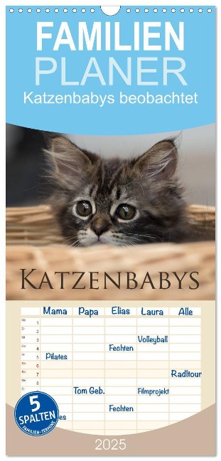Familienplaner 2025 - Katzenbabys beobachtet mit 5 Spalten (Wandkalender, 21 x 45 cm) CALVENDO - Christiane Calmbacher