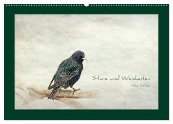 Cover-Bild zum Titel 'Stare und Weisheiten (Wandkalender 2026 DIN A2 quer), CALVENDO Monatskalender' von 'Heike Hultsch'