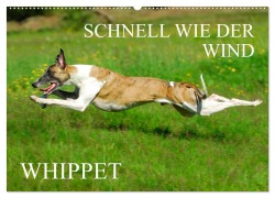 Cover-Bild zum Titel 'Schnell wie der Wind - Whippet (Wandkalender 2026 DIN A2 quer), CALVENDO Monatskalender' von 'Sigrid Starick'