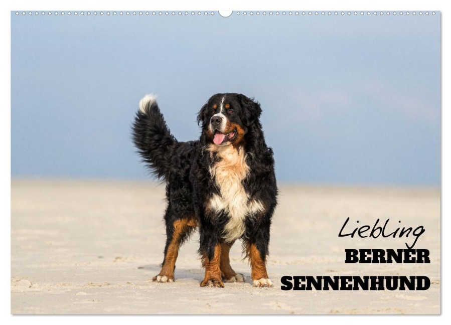 Liebling BERNER SENNENHUND (Wandkalender 2026 DIN A2 quer), CALVENDO Monatskalender - Www. Annettmirsberger. de Mirsberger
