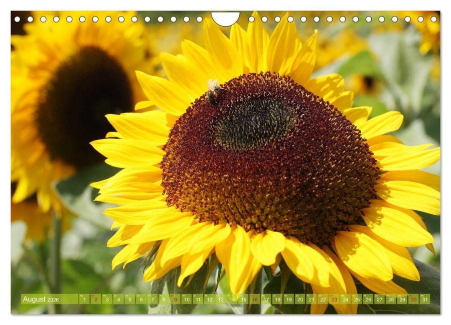 InsideView 13