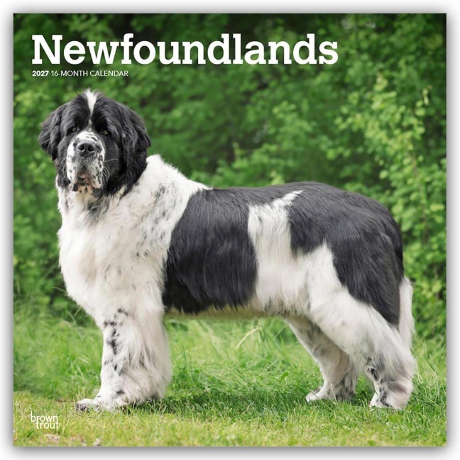 Newfoundlands - Neufundländer 2027 - 16-Monatskalender - Browntrout Publishers