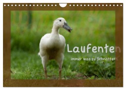 Cover-Bild zum Titel 'Laufenten immer was zu Schnattern (Wandkalender 2026 DIN A4 quer), CALVENDO Monatskalender' von 'Angela Münzel-Hashish - Www. Tierphotografie. Com'
