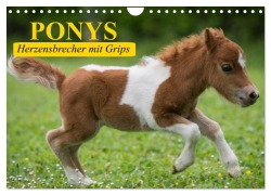 Cover-Bild zum Titel 'Ponys. Herzensbrecher mit Grips (Wandkalender 2026 DIN A4 quer), CALVENDO Monatskalender' von 'Elisabeth Stanzer'