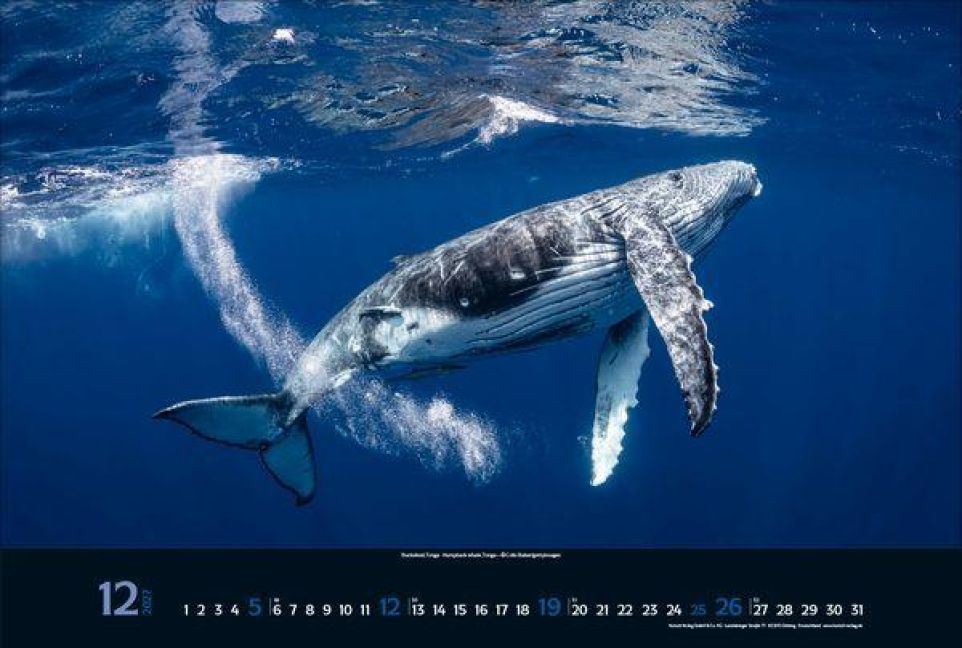InsideView 12