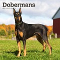 Dobermans 2025 12 X 24 Inch Monthly Square Wall Calendar Plastic-Free - Browntrout