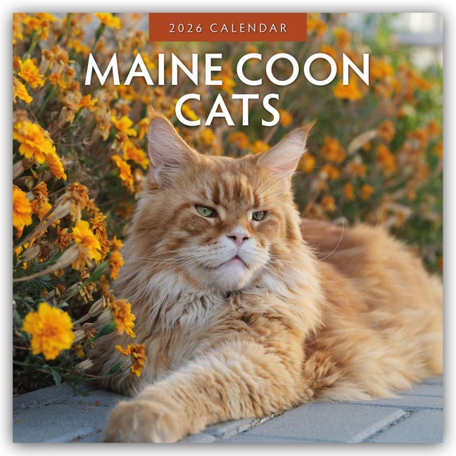 Maine Coon Cats - Maine Coon Katzen 2026 - 16-Monatskalender - Robin Red
