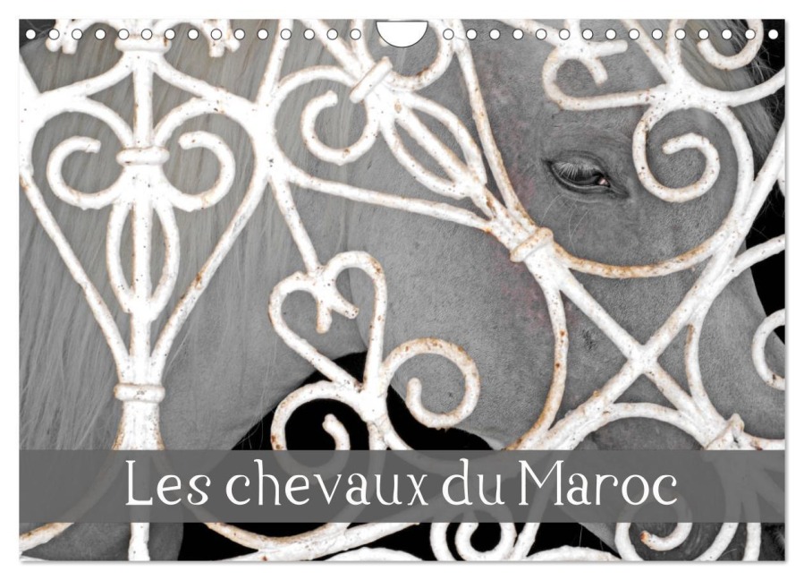 Les chevaux du Maroc (Calendrier mural 2026 DIN A4 vertical), CALVENDO calendrier mensuel - Patrice Thebault