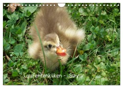 Cover-Bild zum Titel 'Laufentenküken - Sunny (Wandkalender 2026 DIN A4 quer), CALVENDO Monatskalender' von 'LoRo-Artwork LoRo-Artwork'