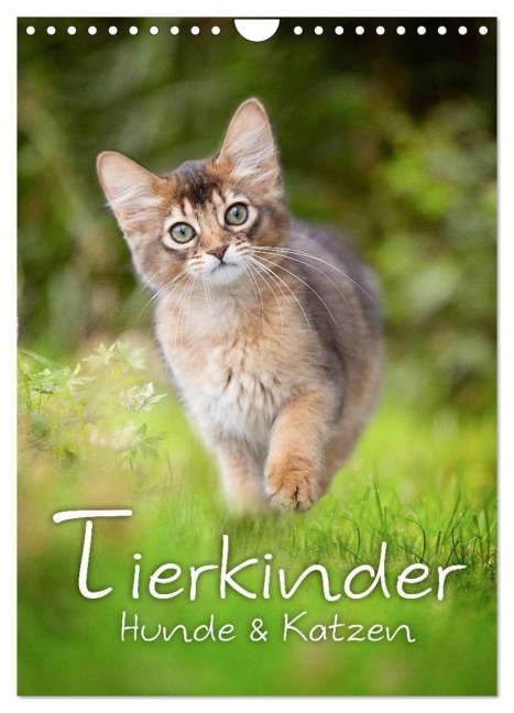 Tierkinder Hunde und Katzen (Wandkalender 2026 DIN A4 hoch), CALVENDO Monatskalender - Nicole Noack