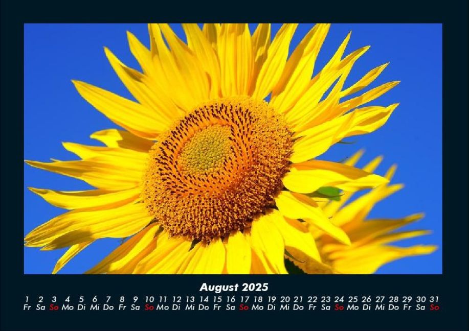 InsideView 12