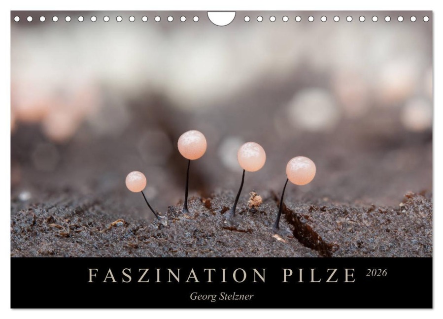 FASZINATION PILZE 2026 (Wandkalender 2026 DIN A4 quer), CALVENDO Monatskalender - Georg Stelzner