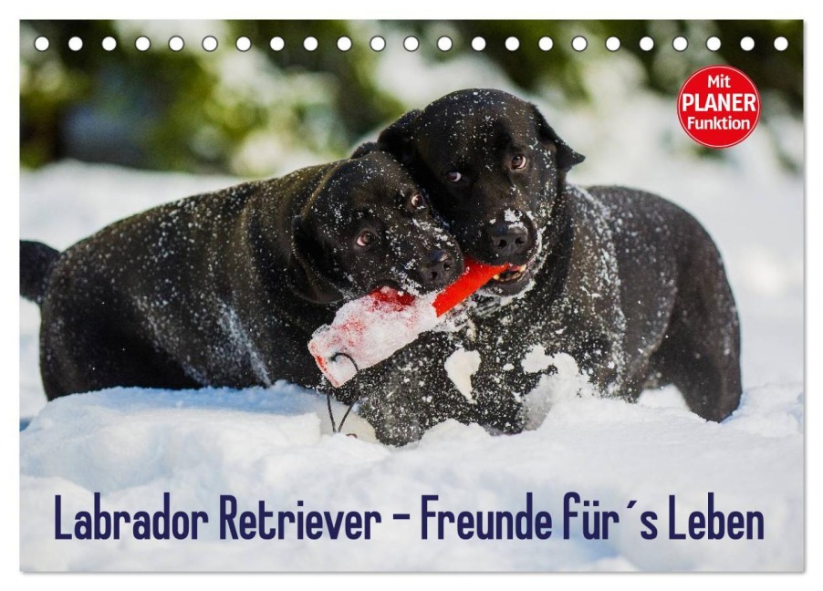 Labrador Retriever - Freunde für¿s Leben (Tischkalender 2026 DIN A5 quer), CALVENDO Monatskalender - Sigrid Starick