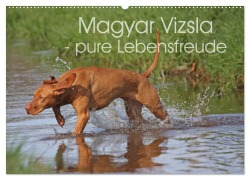 Cover-Bild zum Titel 'Magyar Vizsla - pure Lebensfreude (Wandkalender 2026 DIN A2 quer), CALVENDO Monatskalender' von 'Barbara Mielewczyk'