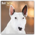 Bull Terrier - Bull Terrier 2025 - 16-Monatskalender - Avonside Publishing Ltd