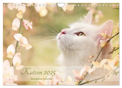 Katzen 2025 Bezaubernde Samtpfoten (Wandkalender 2025 DIN A4 quer), CALVENDO Monatskalender - Janice Pohle