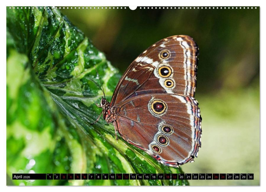InsideView 8