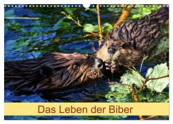 Das Leben der Biber (Wandkalender 2026 DIN A3 quer), CALVENDO Monatskalender - Kattobello Kattobello