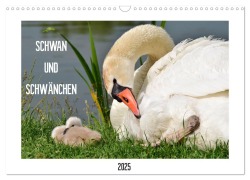 SCHWAN UND SCHWÄNCHEN (Wandkalender 2025 DIN A3 quer), CALVENDO Monatskalender - Marlise Gaudig