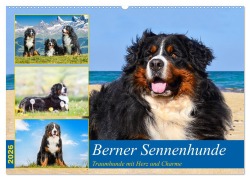 Berner Sennenhunde - Traumhunde mit Charme (Wandkalender 2026 DIN A2 quer), CALVENDO Monatskalender - Jana K. Fotografie