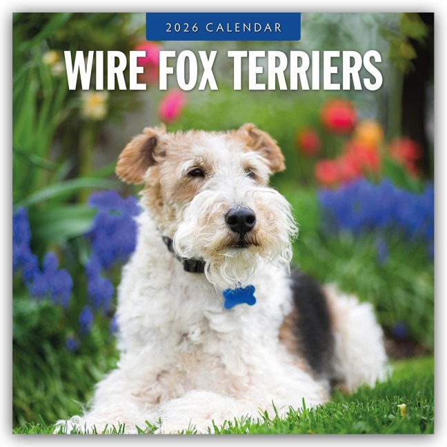 Wire Fox Terriers - Drahthaar Foxterrier 2026 - 16-Monatskalender - Robin Red