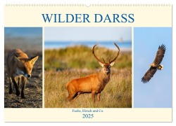 Wilder Darß - Fuchs, Hirsch und Co. 2025 (Wandkalender 2025 DIN A2 quer), CALVENDO Monatskalender - Daniela Beyer (Moqui)