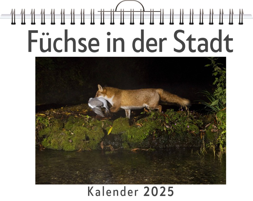 Füchse in der Stadt - Felix Krause