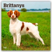 Brittanys - Bretonischer Vorstehhund 2026 - 16-Monatskalender - Browntrout Publishers