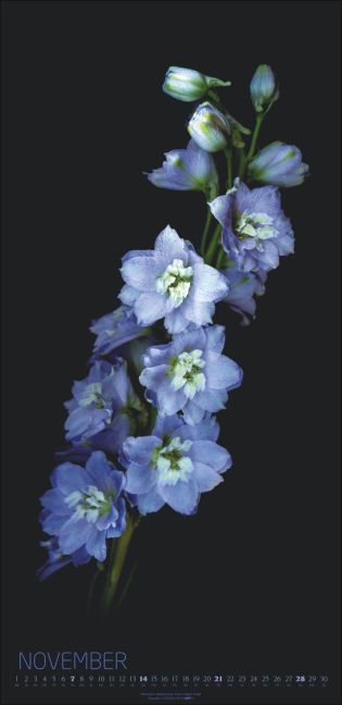 InsideView 11