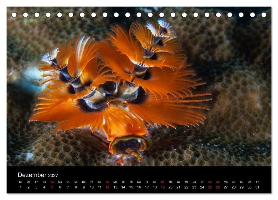 InsideView 4