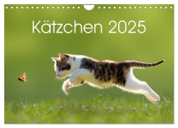 Kätzchen 2025 (Wandkalender 2025 DIN A4 quer), CALVENDO Monatskalender - Leoba Leoba