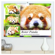 Cover-Bild zum Titel 'Roter Panda. Die superknuddeligen Katzenbären (hochwertiger Premium Wandkalender 2027 DIN A2 quer), Kunstdruck in Hochglanz' von 'Rose Hurley'