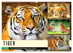 Tiger. Die schönsten Katzen der Erde (Wandkalender 2025 DIN A2 quer), CALVENDO Monatskalender - Rose Hurley