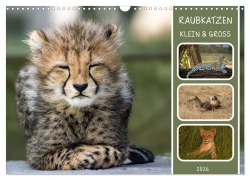 Raubkatzen - groß & klein (Wandkalender 2026 DIN A3 quer), CALVENDO Monatskalender - MoNo-Foto MoNo-Foto