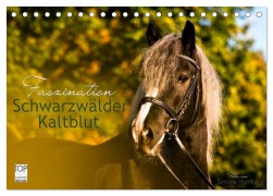 Cover-Bild zum Titel 'Faszination Schwarzwälder Kaltblut (Tischkalender 2026 DIN A5 quer), CALVENDO Monatskalender' von 'HomSi-Fotos HomSi-Fotos'