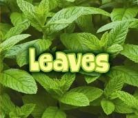 All About Leaves - Claire Throp