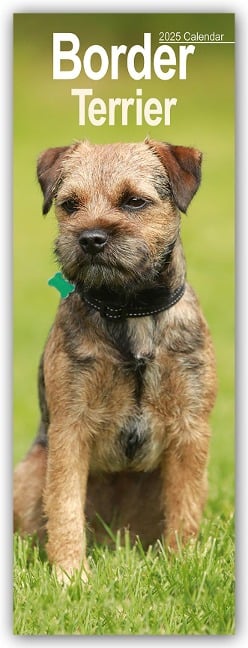 Border Terrier 2025 - Avonside Publishing Ltd