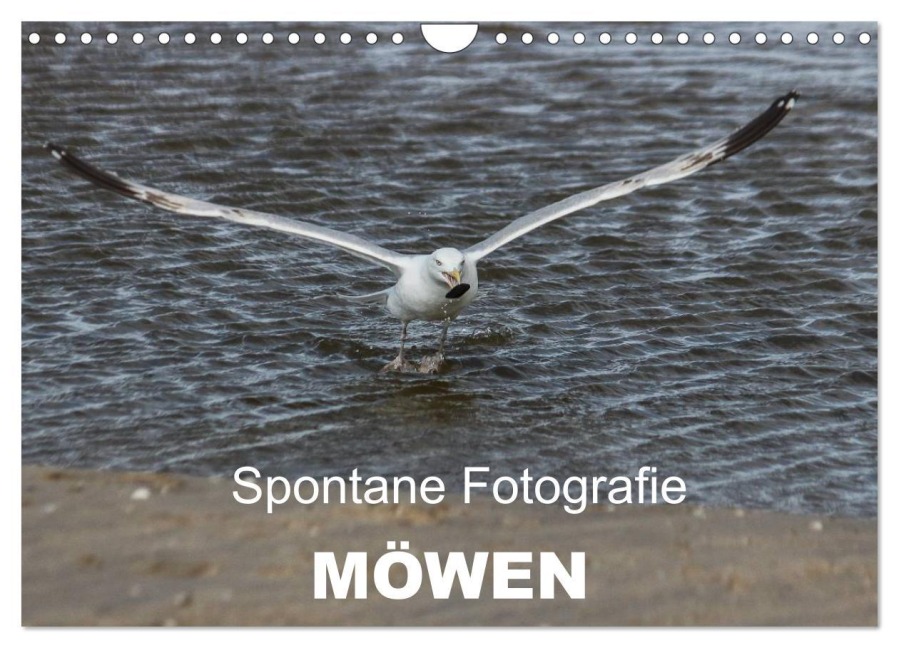 Spontane Fotografie - Möwen (Wandkalender 2026 DIN A4 quer), CALVENDO Monatskalender - Melanie Mp