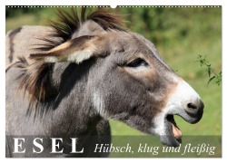 Cover-Bild zum Titel 'Esel - hübsch, klug und fleißig (Wandkalender 2026 DIN A2 quer), CALVENDO Monatskalender' von 'Elisabeth Stanzer'