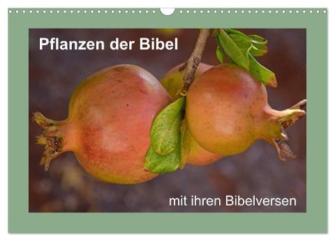 Pflanzen der Bibel (Wandkalender 2024 DIN A3 quer), CALVENDO Monatskalender - Hans-Georg Vorndran
