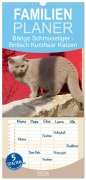 Familienplaner 2026 - Bärige Schmusetiger - Britisch Kurzhaar Katzen mit 5 Spalten (Wandkalender, 21 x 45 cm) CALVENDO - Fotodesign Verena Scholze
