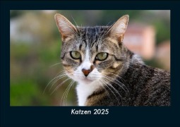Katzen 2025 Fotokalender DIN A5 - Tobias Becker