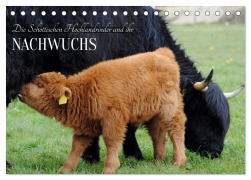 Cover-Bild zum Titel 'Die Schottischen Hochlandrinder und ihr Nachwuchs (Tischkalender 2026 DIN A5 quer), CALVENDO Monatskalender' von 'DeVerviers DeVerviers'