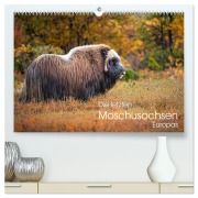 Cover-Bild zum Titel 'Die letzten Moschusochsen Europas (hochwertiger Premium Wandkalender 2026 DIN A2 quer), Kunstdruck in Hochglanz' von 'David Oberholzer'