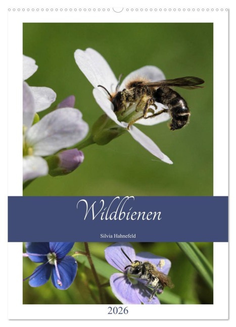 Wildbienen-Terminplaner 2026 (Wandkalender 2026 DIN A2 hoch), CALVENDO Monatskalender - Silvia Hahnefeld