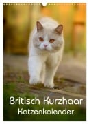 Cover-Bild zum Titel 'Britisch Kurzhaar Katzenkalender (Wandkalender 2027 DIN A3 hoch), CALVENDO Monatskalender' von 'Nicole Noack'
